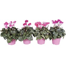 Vier cyclamen in pot
