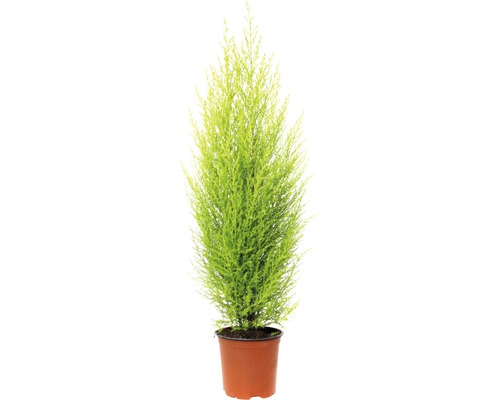 FLORASELF Dwerg conifeer Cupressus Macrocarpa Wilma potmaat Ø 14 cm H 50-60 cm Potcipres in een plantenbak