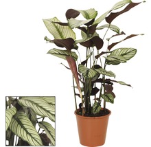 Calathea kamerplant in een pot
