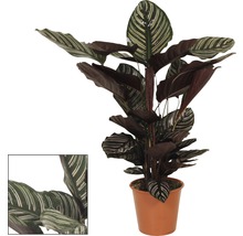 Gebedsplant in pot