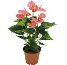 FLORASELF® Anthurium Andreanum potmaat Ø 17 cm