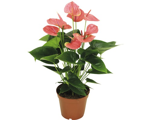 Anthurium in pot met roze bloemen