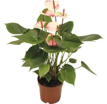 Anthurium kamerplant in pot