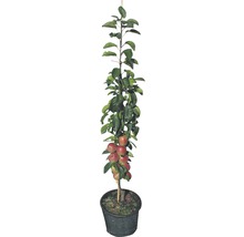Appelboom in pot met vruchten en bladeren