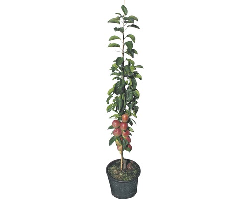 Appelboom in pot met vruchten en bladeren