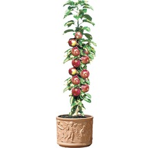 Zu appelboom in pot met reliëfdecoratie