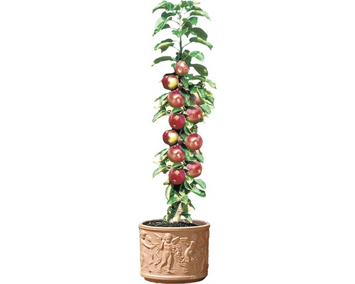 Zu appelboom in pot met reliëfdecoratie