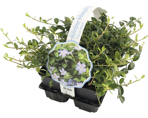 Kleine maagdenpalm Vinca minor in pot