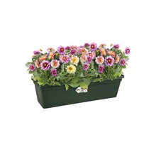 Dahlia''s in een bloembak