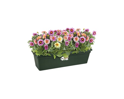 Dahlia''s in een bloembak