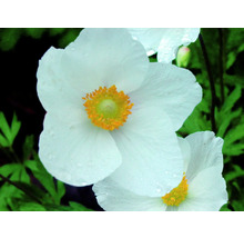 Close-up van een witte bosanemoonbloem met geel centrum