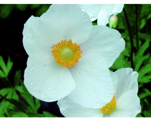 Close-up van een witte bosanemoonbloem met geel centrum