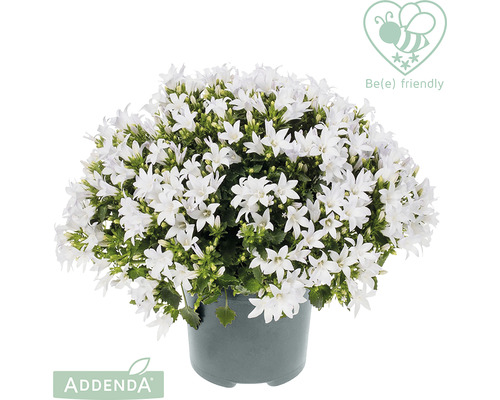 FLORASELF Klokje Campanula addenda 'White Star' potmaat Ø 12.0 cm FLORASELF Klokje Campanula addenda 'White Star' potmaat Ø 12.0 cm