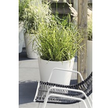 Decoratieve plant in pot naast een tuinstoel