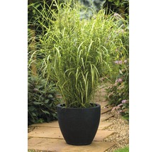 Zebragras in pot voor de tuin
