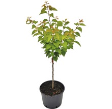 FLORASELF® Abrikozenboom Prunus armeniaca 'Orange Beauty' potmaat Ø17 cm