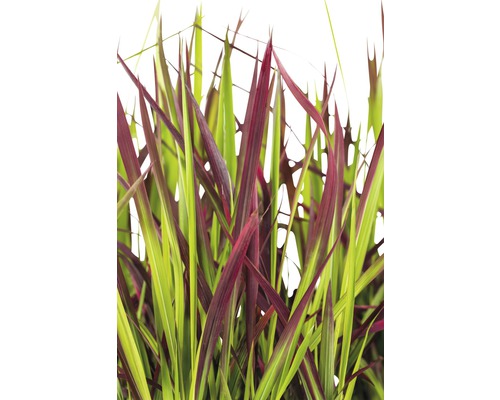 FLORASELF Japans bloedgras Imperata cylindrica var, koenig 'Red Baron' potmaat Ø 14 cm H 5-15 cm