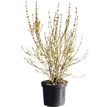 Sierstruik in een pot