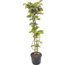 FLORASELF Kiwi Actinidia chinensis 'Skylet' potmaat Ø 26 cm H 100-125 cm
