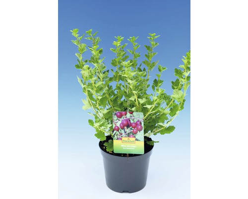 Kruisbes in pot met etiket