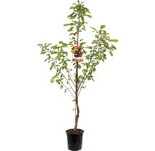 Kersenboom in pot met bladeren en fruitlabel