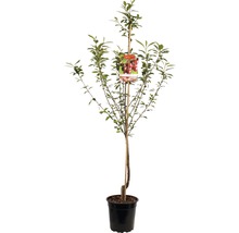 Kersenboom in pot met steunpaal en etiket