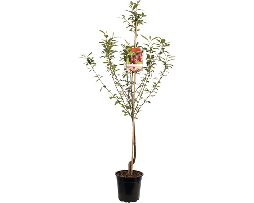 FLORASELF Kersenboom Prunus cerasus Morel Ø24 cm rood