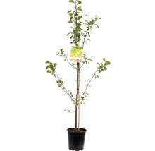 Appelboom in pot