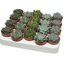 Tray met vetplanten in potten