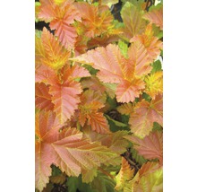 Blaasspirea met gekleurde bladeren