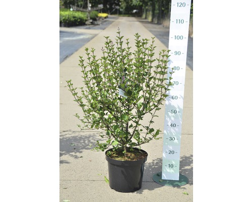 Sierstruik in pot met meetschaal voor maatweergave