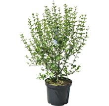 Vlinderstruik in pot