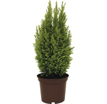 FLORASELF® Dwergcipres Chamaecyparis lawsonianana 'Ellewoodi Goud' potmaat Ø17 cm