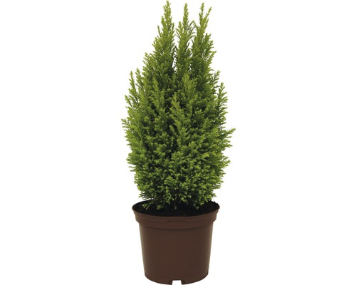 Potcipres in plantenbak