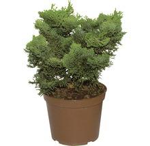 FLORASELF® Schijncypres Chamaecyparis obtusa 'Nana Grarcilis' potmaat Ø17 cm