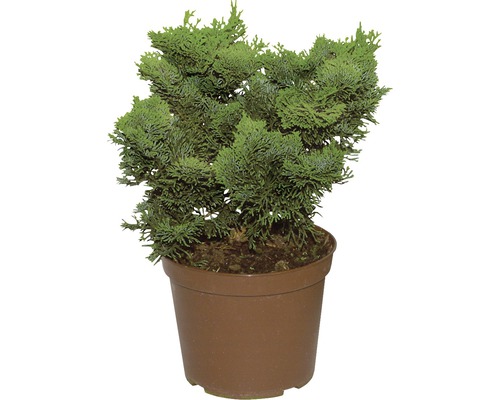 Cipres in een pot