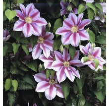 FLORASELF Klimplant clematis nelly moser 2,3 l 53-70 cm Roze-thumb-0