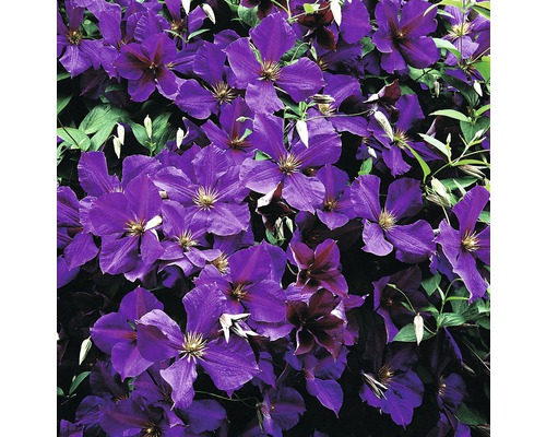 Close-up van bloeiende, violetkleurige bosranken.