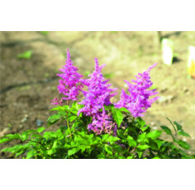 Astilbe plant met violette bloemen en groene bladeren