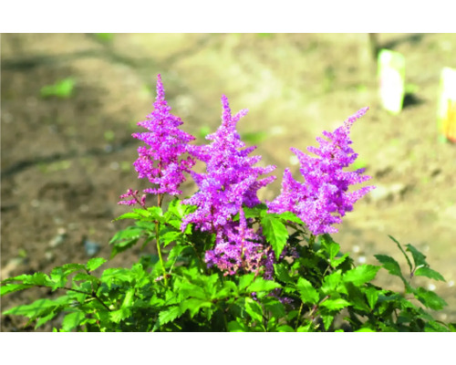 Astilbe plant met violette bloemen en groene bladeren