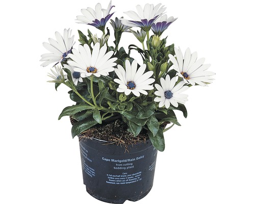 FLORASELF Spaanse margriet Osteospermum ecklonis potmaat Ø 11.0 cm FLORASELF Spaanse margriet Osteospermum ecklonis potmaat Ø 11.0 cm