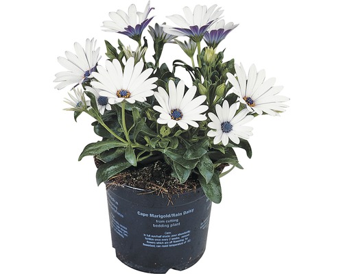 FLORASELF Spaanse margriet Osteospermum ecklonis potmaat Ø 11.0 cm