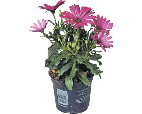 Osteospermum plant in pot met paarse bloemen