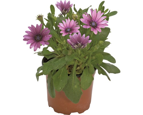 Osteospermum plant in pot met paarse bloemen