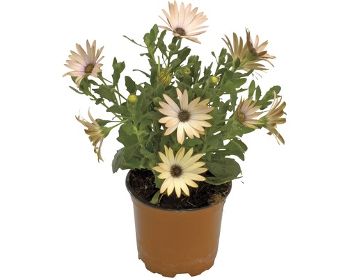 Osteospermum in pot