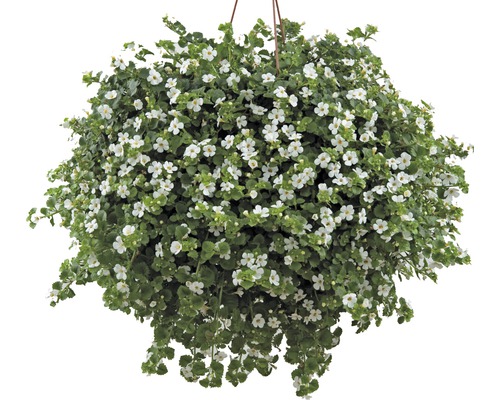 FLORASELF Tapijtbloem Bacopa sutera cordata potmaat Ø 10.5 cm FLORASELF Tapijtbloem Bacopa sutera cordata potmaat Ø 10.5 cm