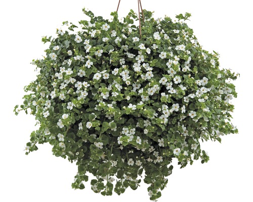 FLORASELF Tapijtbloem Bacopa sutera cordata potmaat Ø 10.5 cm