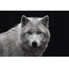REINDERS Poster White wolf 61x91,5 cm