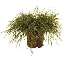 FLORASELF® Dwergcipres Chamaecyparis lawsonianana 'Sungold' potmaat Ø9 cm