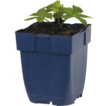 Plant in een kunststof pot
